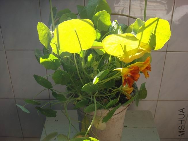 ������С DSC05430.JPG