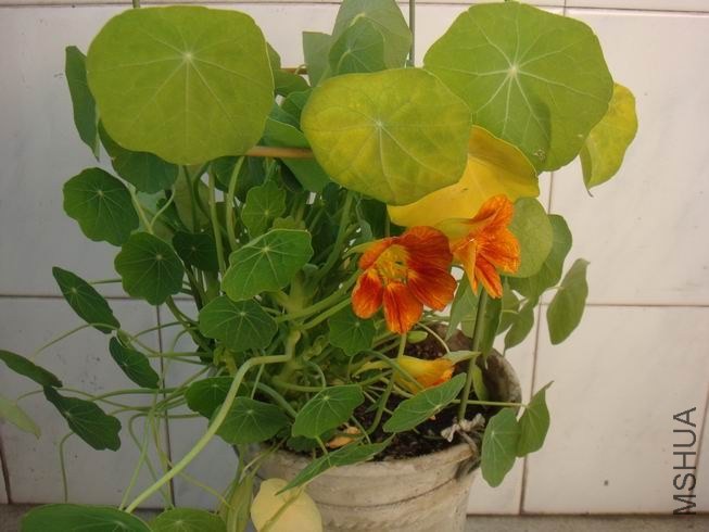 ������С DSC05431.JPG