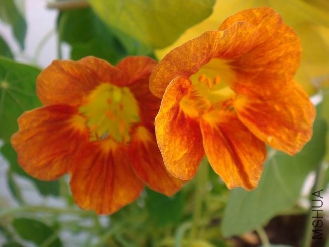 ������С DSC05432.JPG