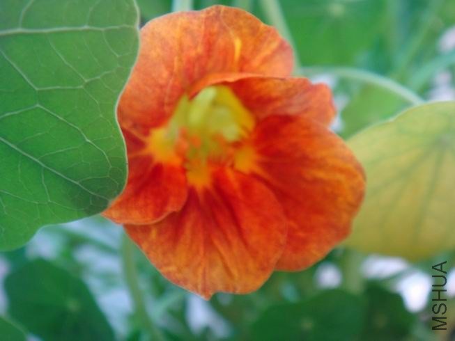 ������С DSC05433.JPG