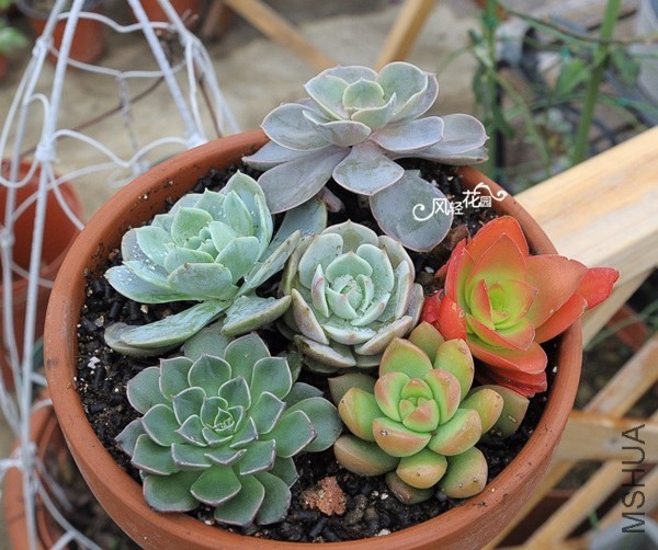 DSC_4520_����.jpg