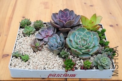 DSC_7841.jpg