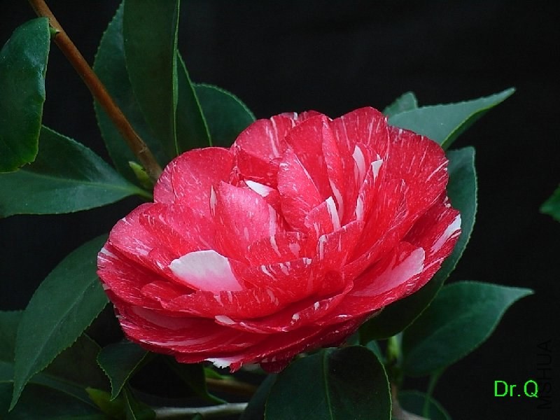 1-�x���P��-1.JPG
