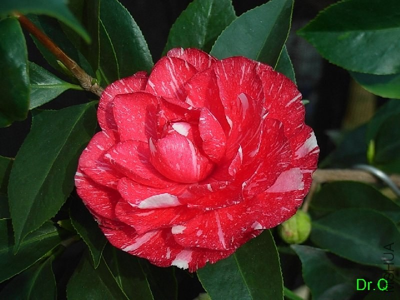 1-�x���P��-2.JPG