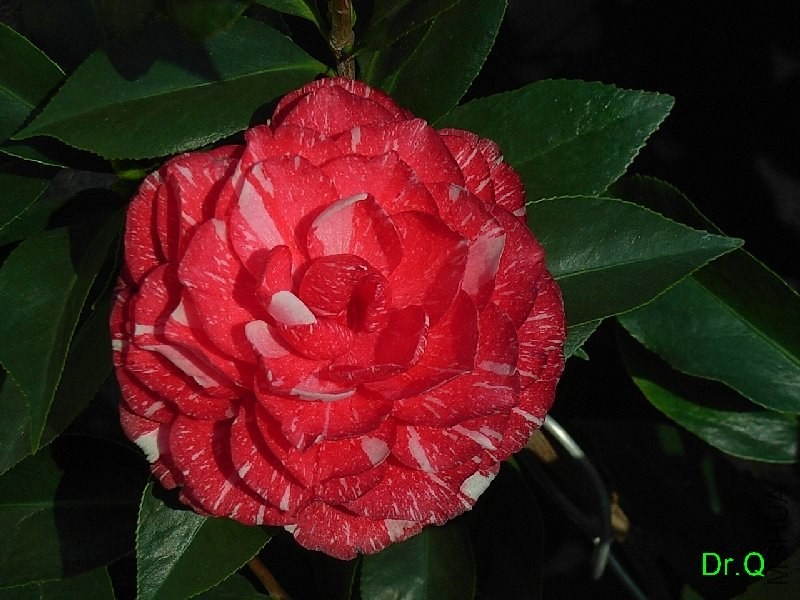 1-�x���P��-5.JPG