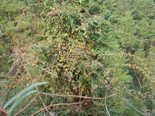 Ǿޱ.jpg
