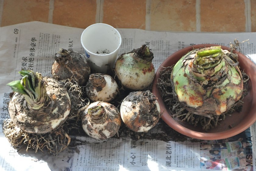 20140101 �ȼѳ�������.jpg