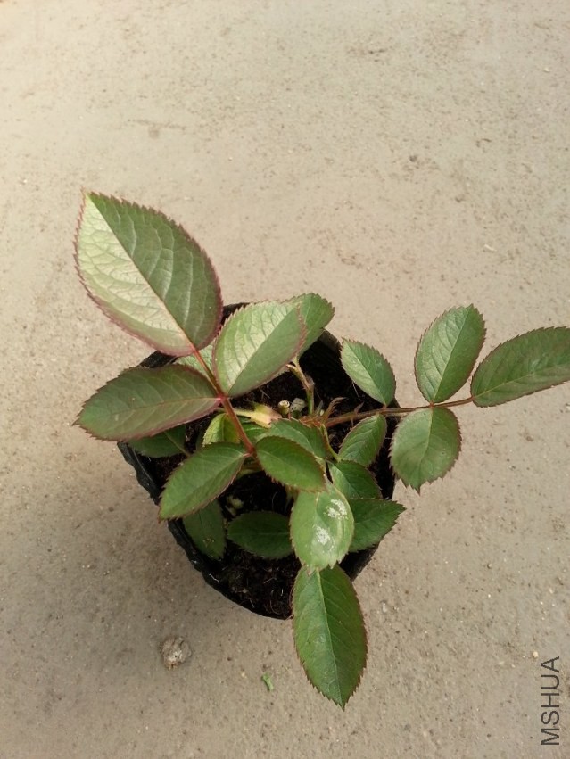 20131227_115645.jpg