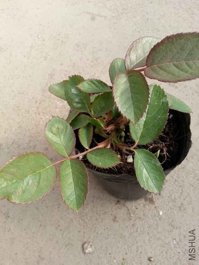 20131227_115652.jpg