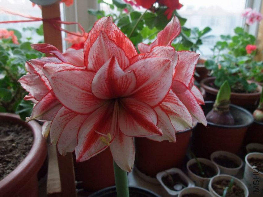 ������С ���ȿ���3.JPG