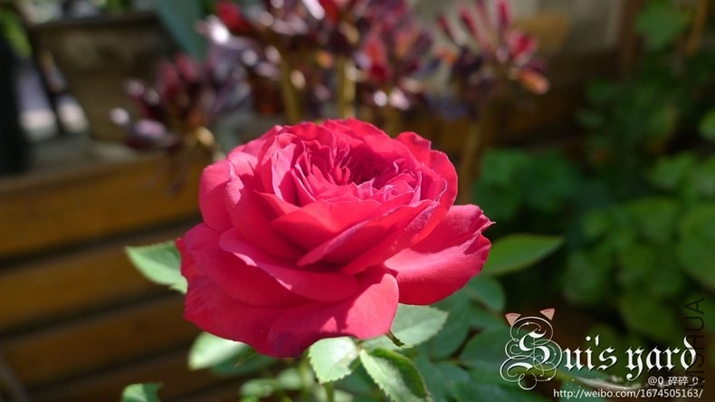 �����ؿ���