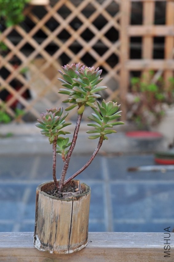 DSC_0454.jpg