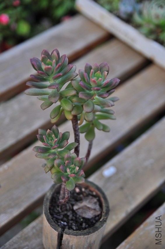 DSC_0457.jpg