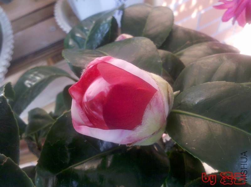 2013-01-06_13-09-55_158.jpg