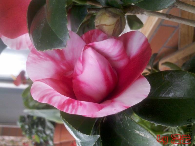 2013-01-11_13-11-22_475.jpg
