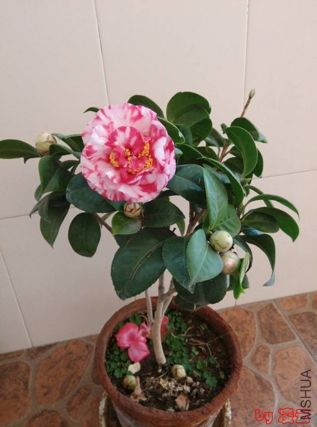 IMG_20131220_085249.jpg