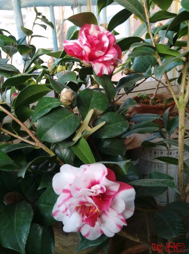 IMG_20131222_082527.jpg