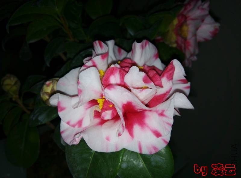 IMG_20131230_070816.jpg
