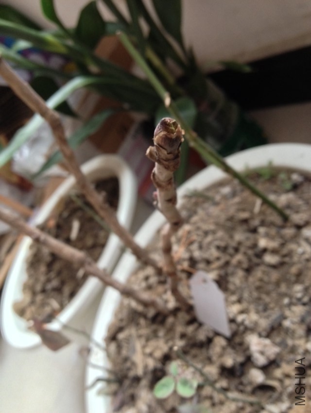 һ��������ʢ������֦��