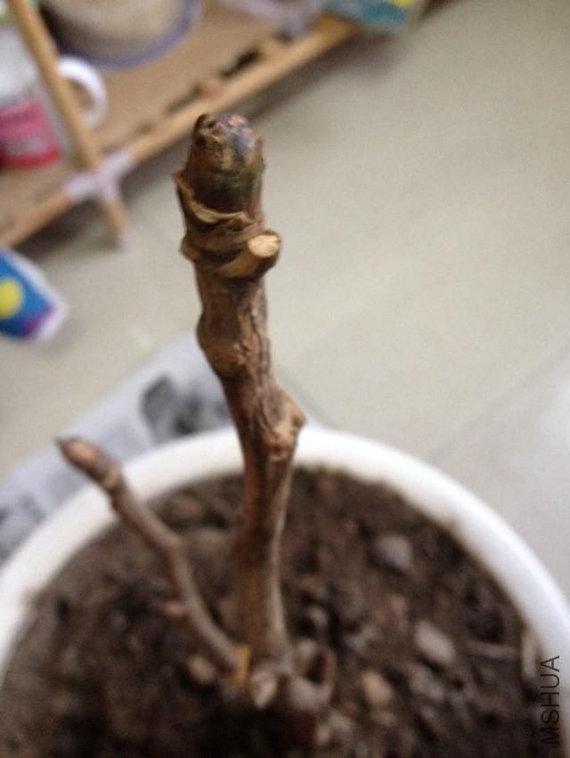 ĵ�������죬����֦��