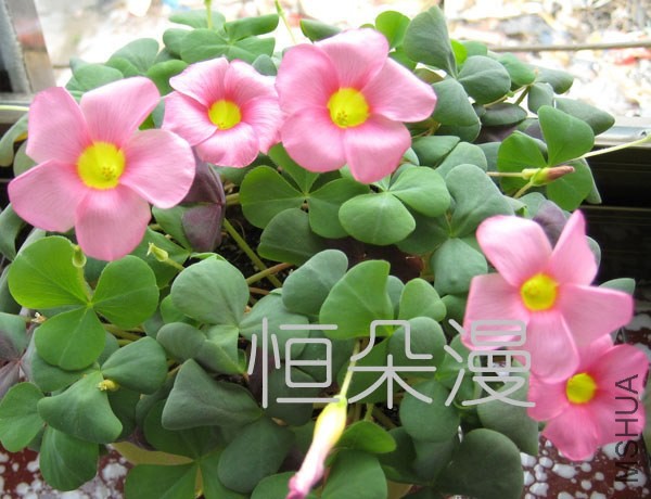 ��Ƭ 003��������.jpg