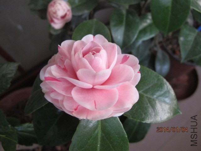 IMG_2563.JPG