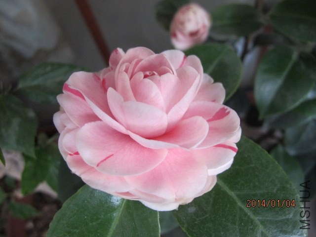 IMG_2564.JPG