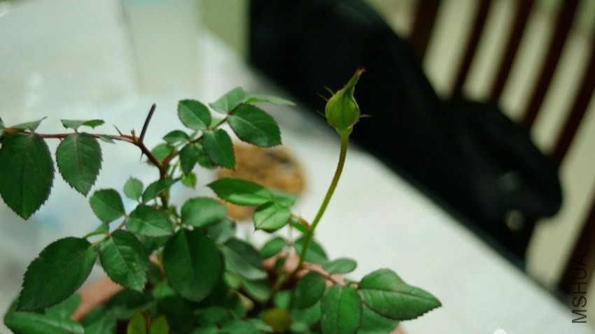 psb (9).jpg