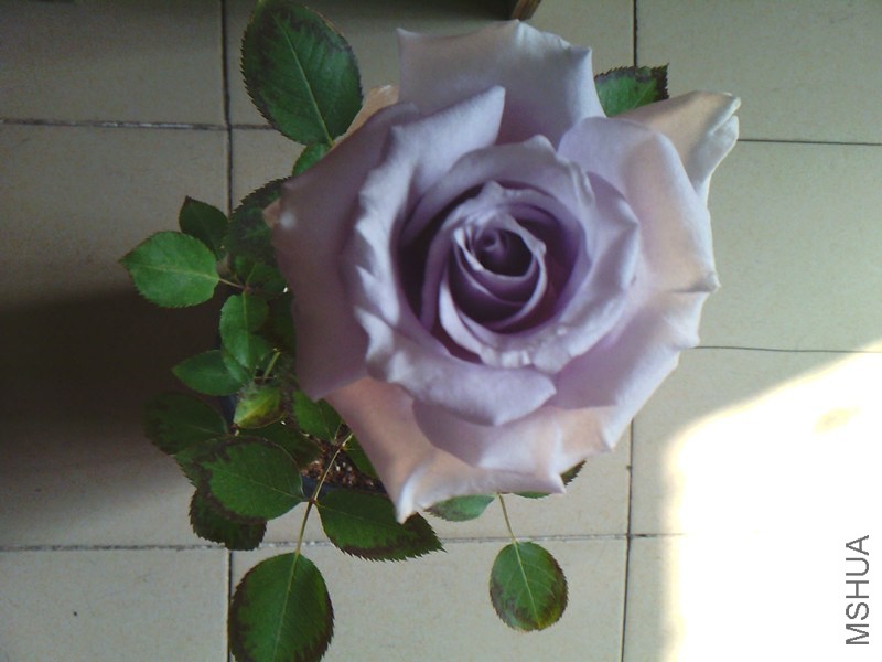 IMG02925_����.jpg