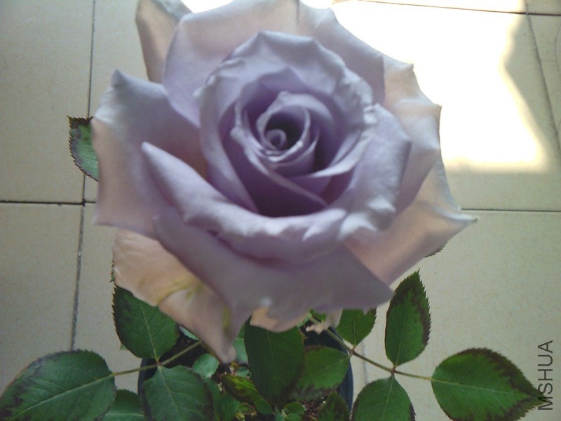 IMG02933_����.jpg