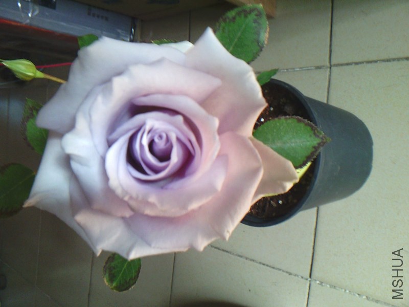 IMG02936_����.jpg