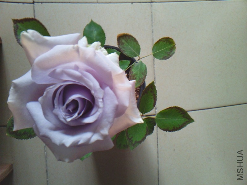 IMG02929_����.jpg