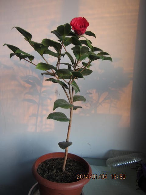 IMG_1549.JPG