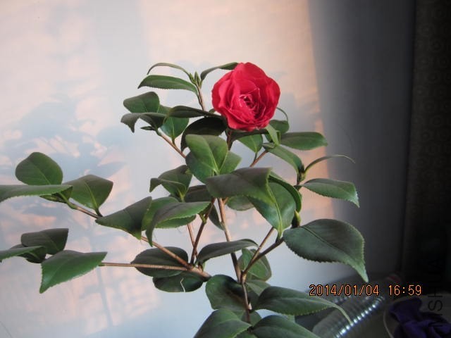 IMG_1550.JPG
