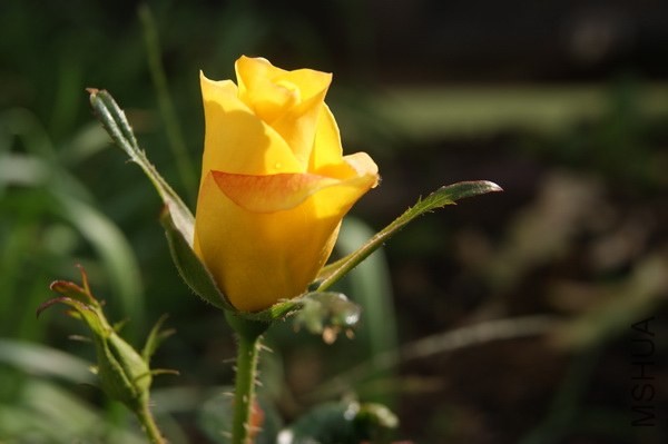 �¹�����