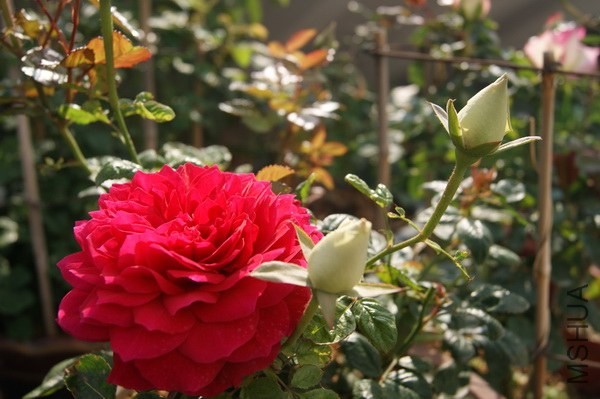 DSC07316xx.jpg