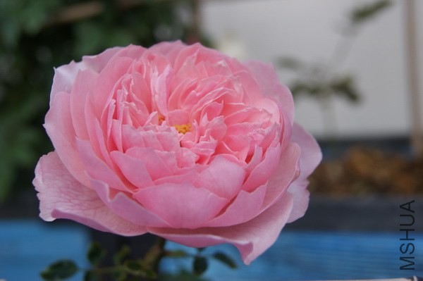 DSC07324xx.jpg