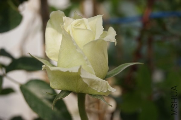 DSC07346xx.jpg