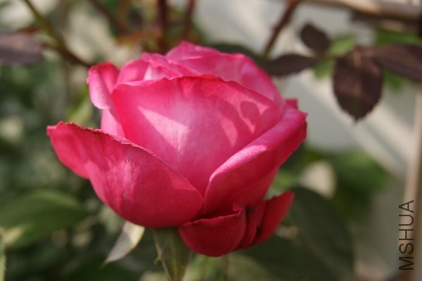 DSC07351xx.jpg