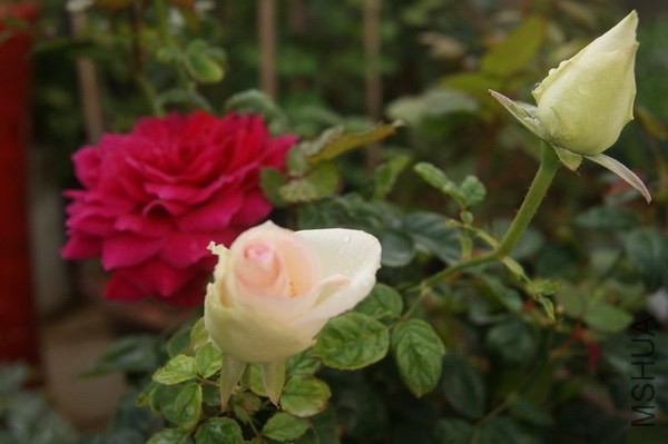 DSC07361xx.jpg