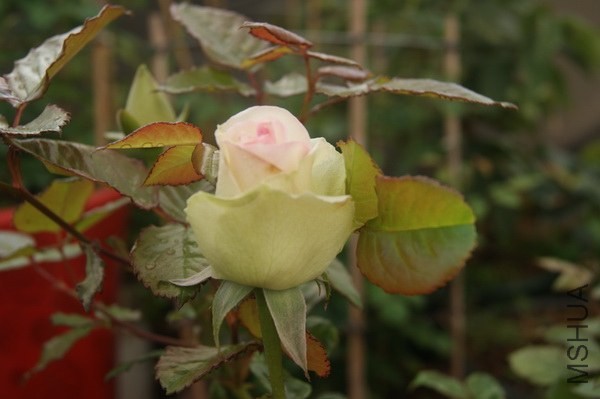 DSC07362xx.jpg