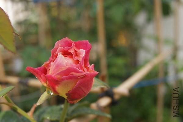 DSC07363xx.jpg