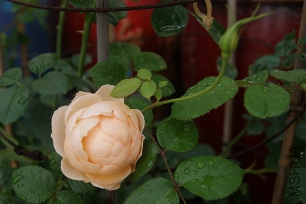 DSC07364xx.jpg