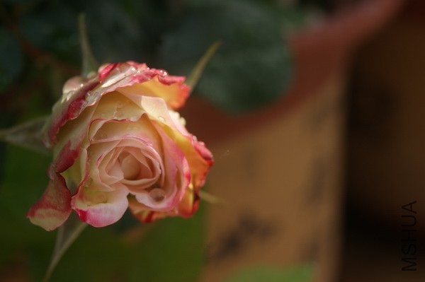 DSC07366xx.jpg