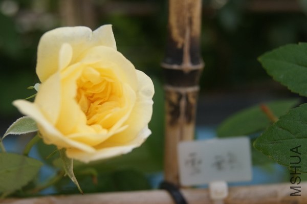 DSC07365xx.jpg