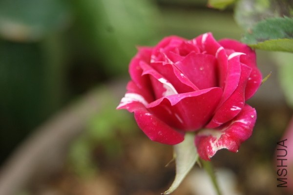 DSC07380xx.jpg