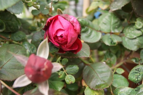 DSC07381xx.jpg