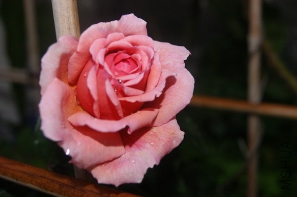 DSC07401xx.jpg