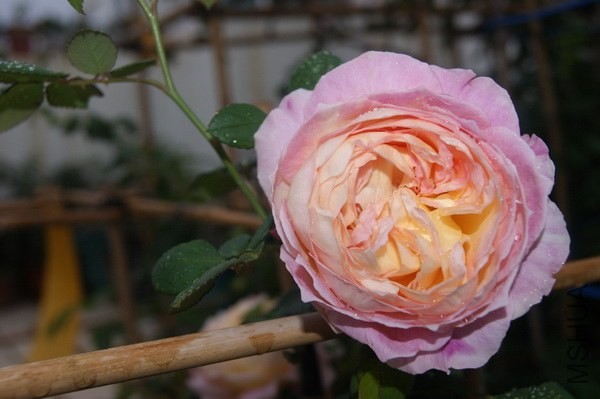 DSC07388xx.jpg