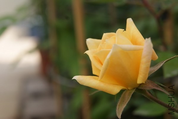 DSC07417xx.jpg